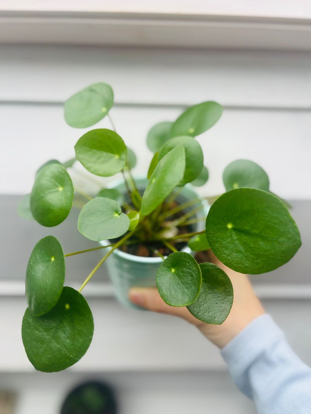 UFOpflanze Chinese Money Plant - indoor house plant (pilea) (Gebraucht) in  Zrich fr CHF 12  nur Abholung auf Ricardo kaufen