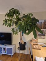 Riesiger Geldbaum (Pachira) – 2m hoch, gesund & kräftig