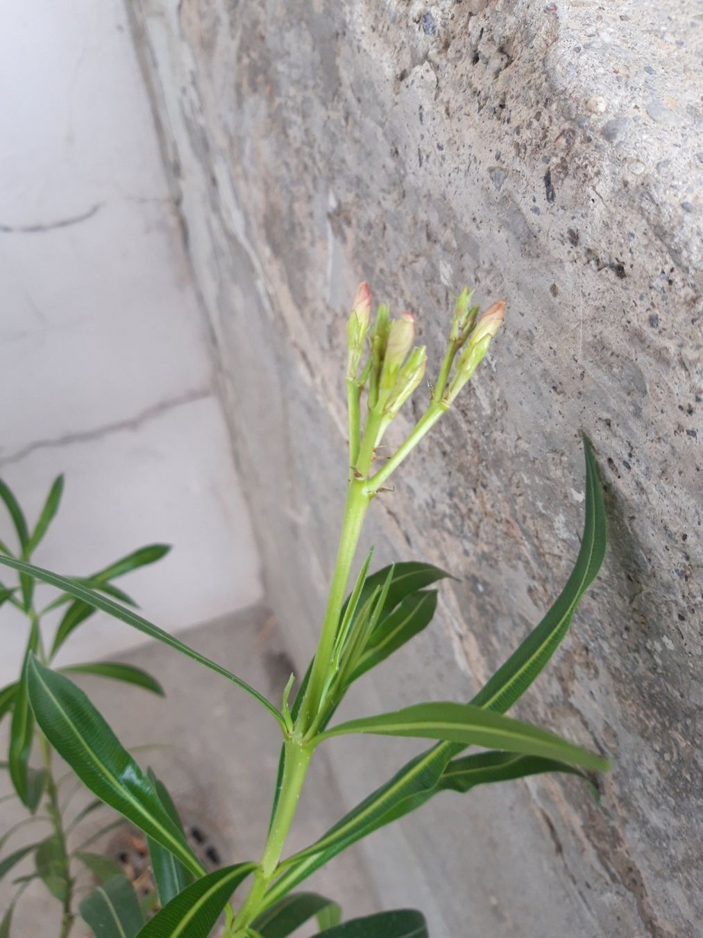 Piante & sementi: Oleander gross ohne Topf – Usato da Feuerthalen venduto da tanatha_st 2