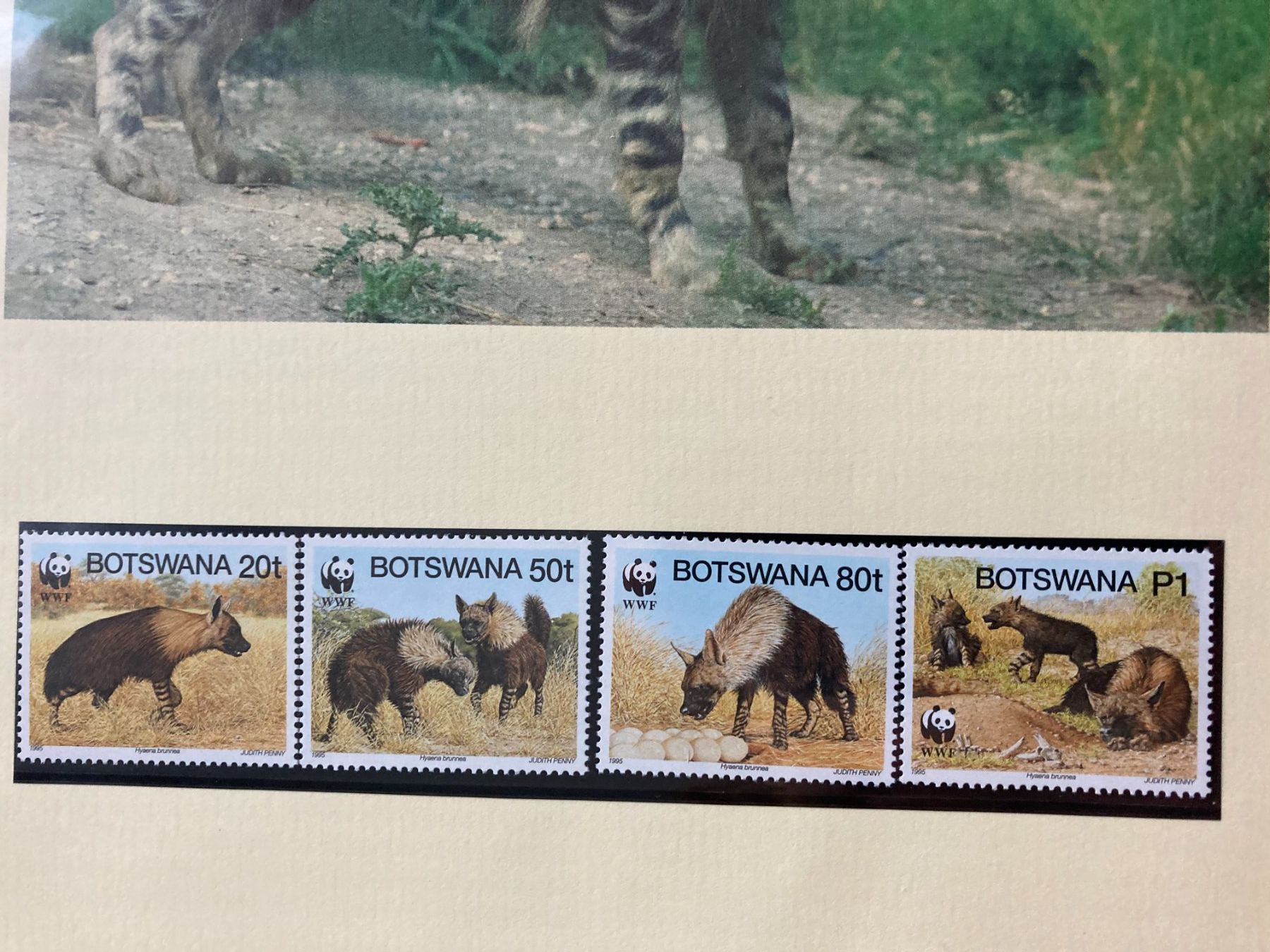 Tutti i francobolli: Botswana 1995 Satz WWF Schabrackenhyäne postfrisch – Nuovo (secondo la descrizione) da Liestal venduto da schnueps