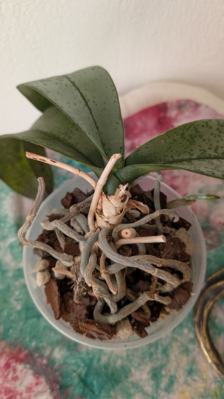 Piante & sementi: Phalaenopsis Orchidee Pinke Blüte – Usato da Untervaz venduto da Lyraia 3
