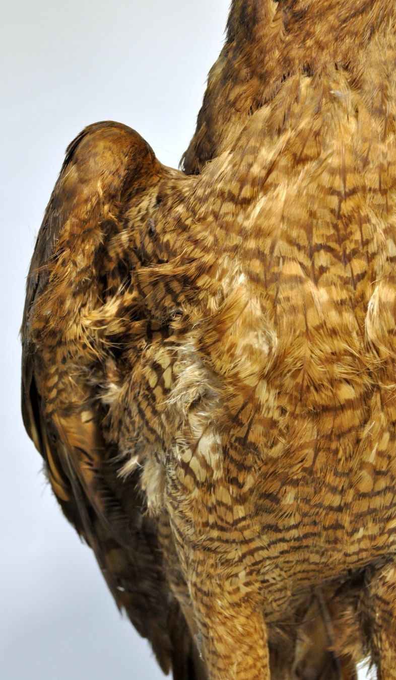 Il mondo degli animali: Rapace naturalisé – Usato da Neuchâtel venduto da Neuchatel 8