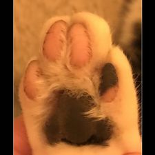 Profile image of Tintinsansmilou