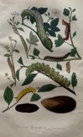 handkolorierter Stahlstich 1843 - Raupen