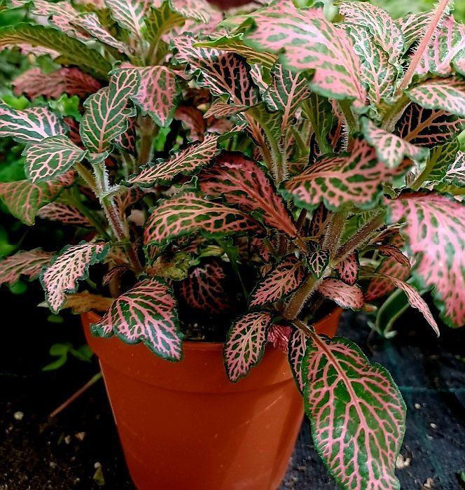 Exotische Zierpflanze FITTONIA MOSAIC PINK FOREST 20 cm 🌿 Kaufen auf