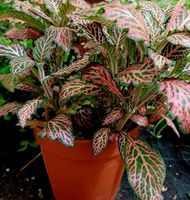 Exotische Zierpflanze FITTONIA MOSAIC  PINK FOREST 20 cm 🌿