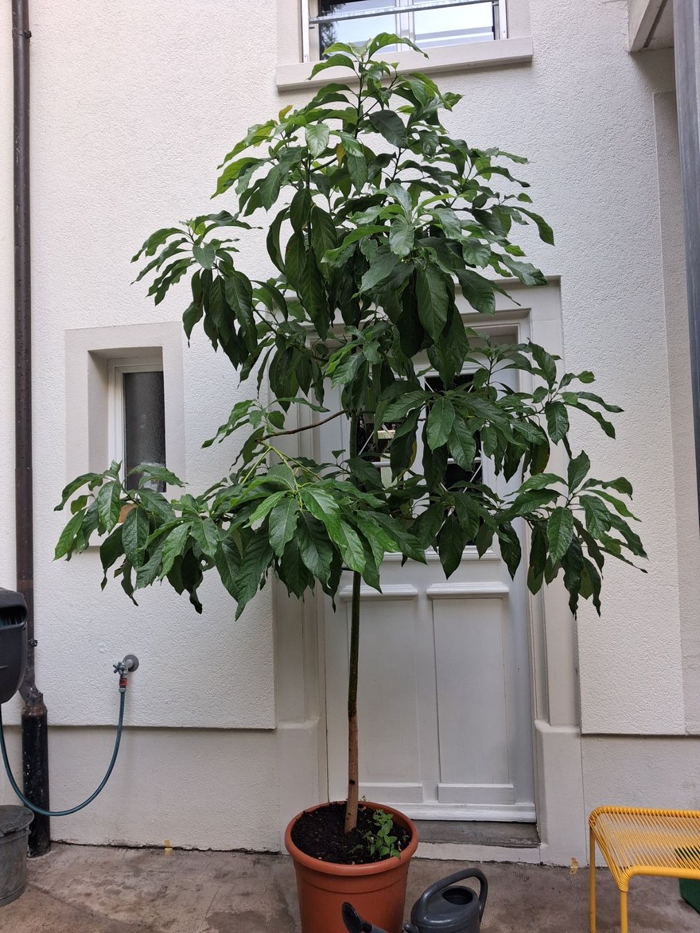 Piante & sementi: Avocadobaum – Usato da Basel venduto da Matthias2020