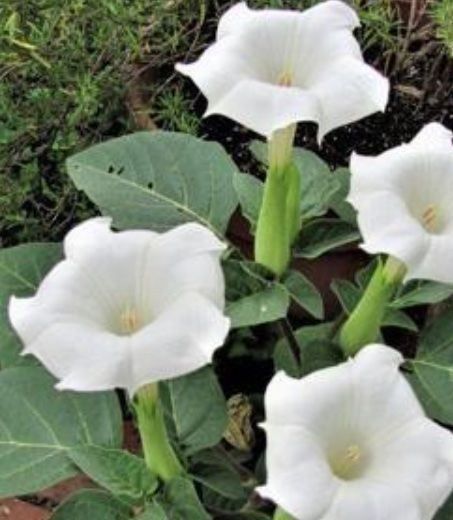 Pflanzen & Samen: LETZTE 15 SAMEN GRAINES SEMI: DATURA STRAMONIUM – Neu und originalverpackt aus Rovio von POSITIFFARTandPLANTS 3
