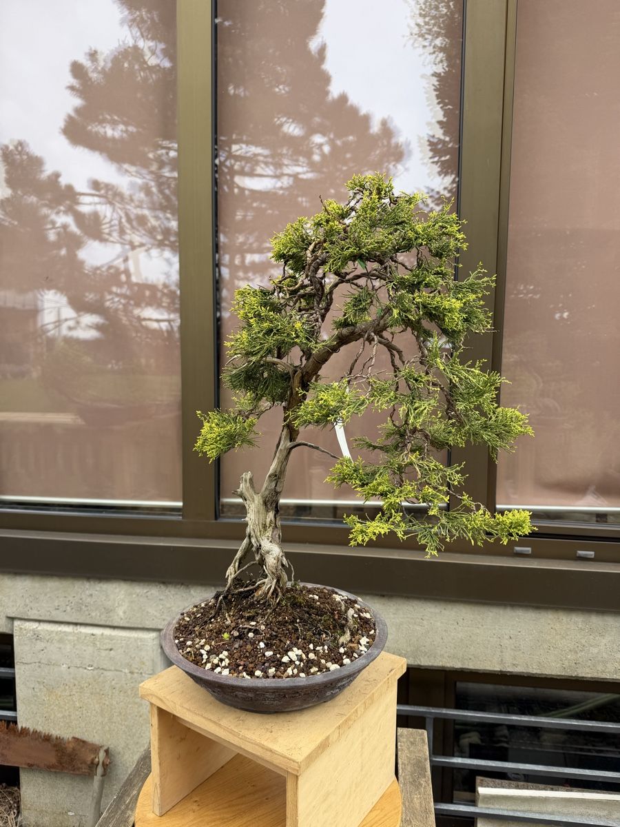 Piante & sementi: Juniperus Sabina /Sabina-Wacholder – Nuovo (secondo la descrizione) da Suhr venduto da BonsaiGutzi 5