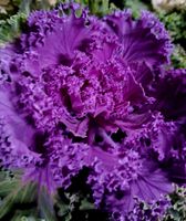 Zierkohl "BRASSICA OLERACEA" H: 15 - 30cm Garten Zierpflanze