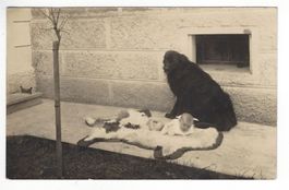 AK Baby mit Hund Dussnang Vollstempel