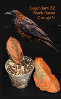 🐦‍⬛🧡ZAMIOCULCAS ZAMIIFOLIA „BLACK RAVEN ORANGE V.“BABY🧡