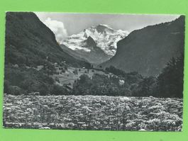 Blumenwiese bei Wilderswil mit Jungfrau