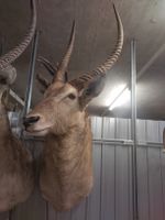Trophäe Ellypsenwasserbock, guter Zustand