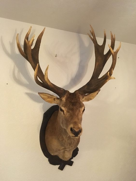 Cerf 20 cors naturalisé Kaufen auf Ricardo