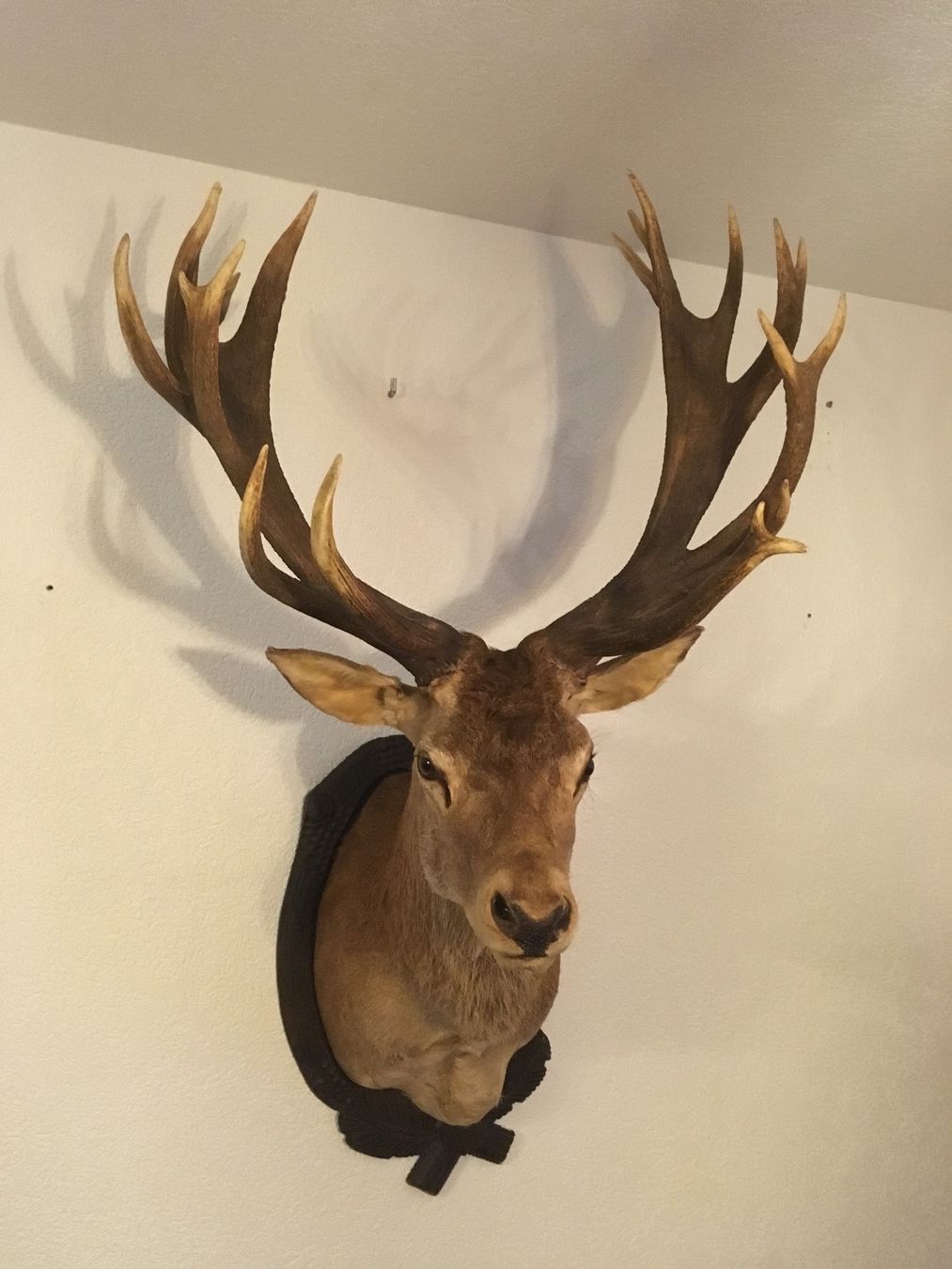 Il mondo degli animali: Cerf 20 cors naturalisé – Usato da Orsières venduto da 2012momo01 4