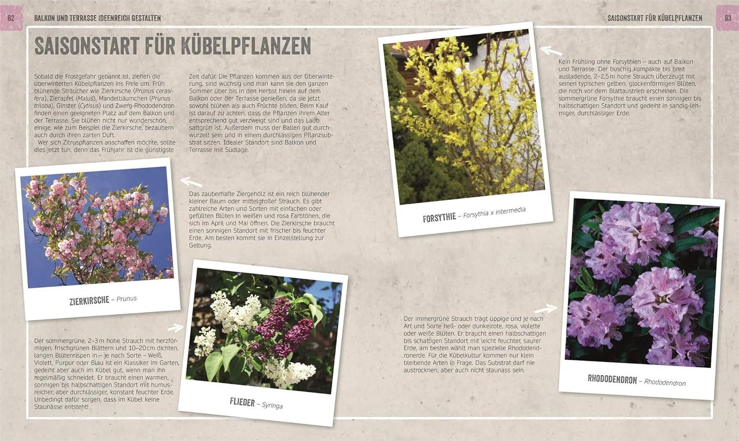 Bücher: Blühende Balkone & Terrassen – Gebraucht aus Neuchâtel von Dualseele 7