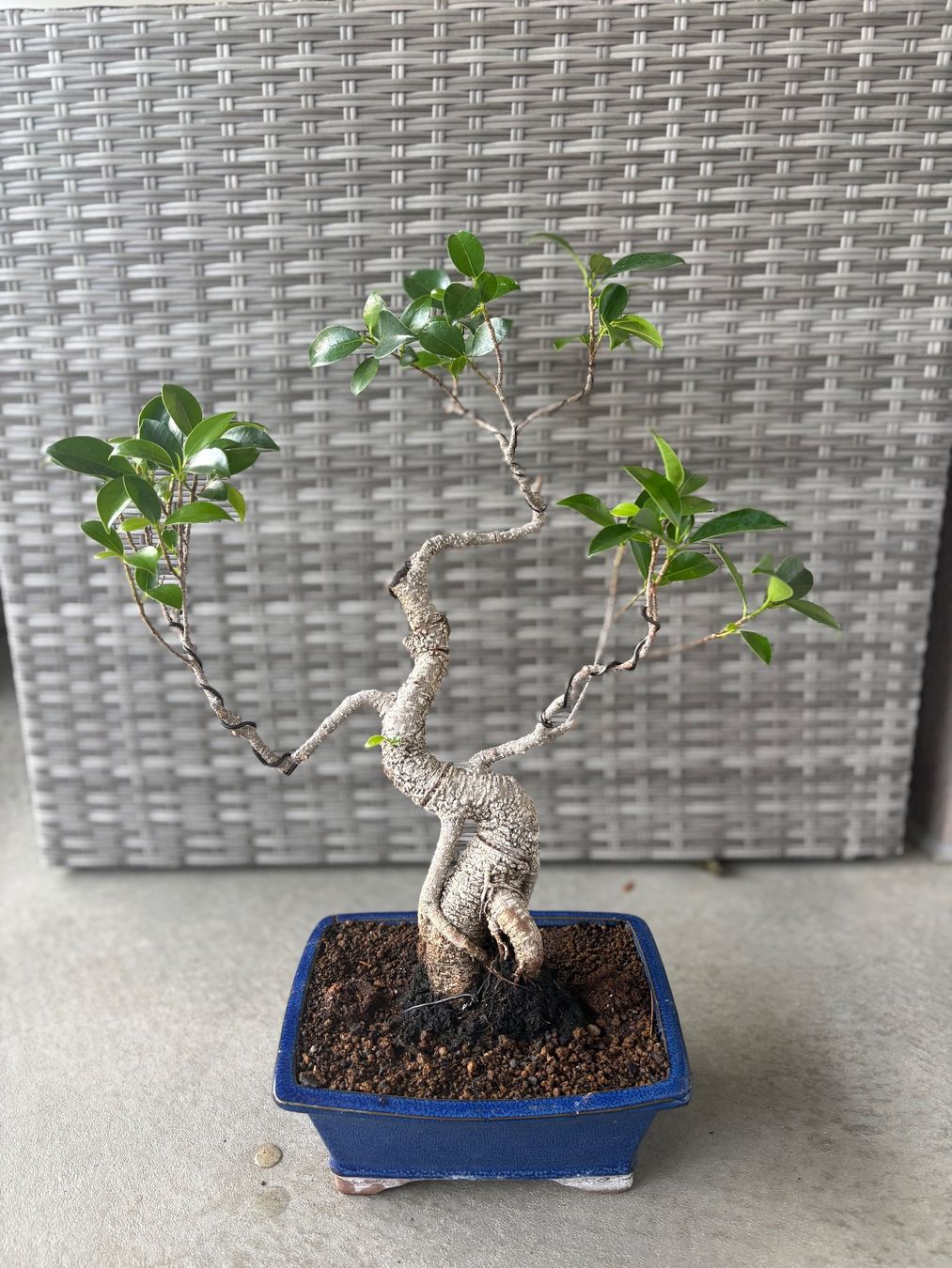 Pflanzen & Samen: Ficus-Bonsai – Gebraucht aus Dussnang von Hakuna_matata7