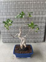 Ficus-Bonsai
