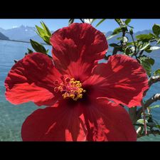 Profile image of Romainee
