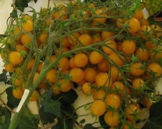 Pflanzen & Samen: Tomate cerise "mille fleurs" 20g – Neu (gemäss Beschreibung) aus Bremblens von FIBONACCI369 4