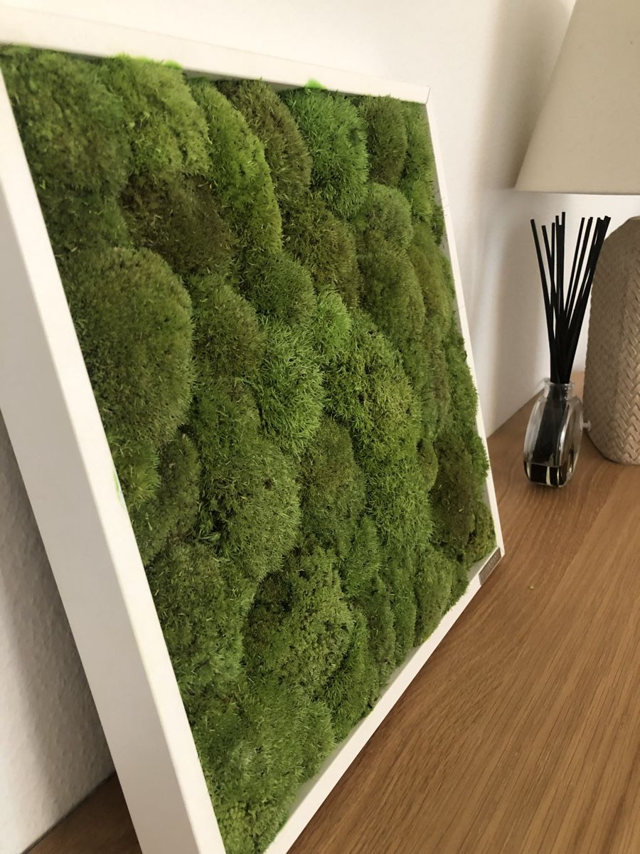 Toutes les décorations: Moosbild 35x35cm – Neuf (Voir description) à Zürich par vadimi 3