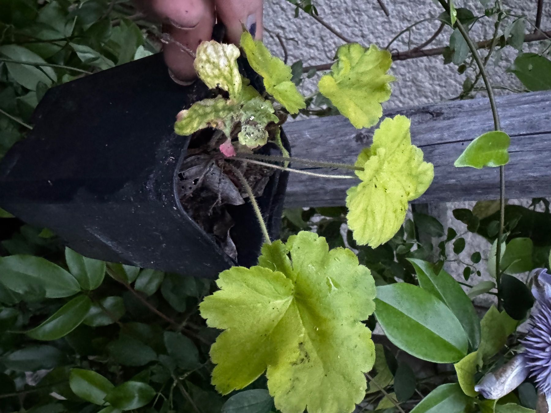 Piante & sementi: Plant heuchere jaune – Usato da Lajoux JU venduto da Briard0 1
