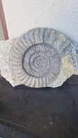 Grosser Ammonit Arietites Deutschland