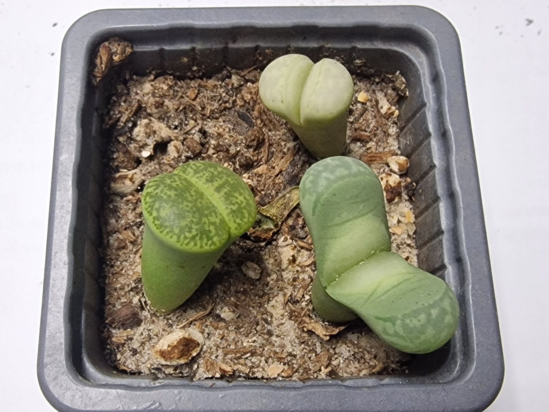 Piante & sementi: Lithops Mix, Lebende Steine, 3 Stück – Usato da Uerkheim venduto da Justi.y