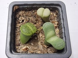 Lithops Mix, Lebende Steine, 3 Stück