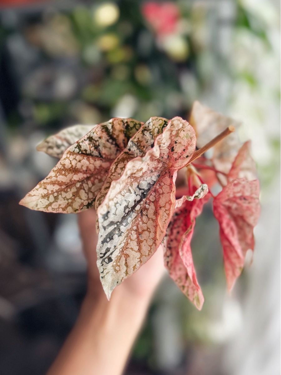Plantes & graines: Begonia Snow Capped Variegated #2 – Neuf (Voir description) à Bern par plantlover_bern 1