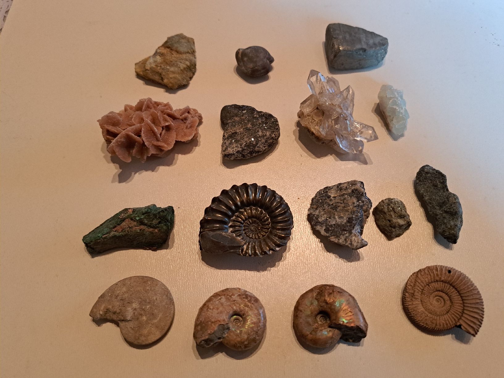 Fossilien: Div.Versteinerungen und Mineralien – Gebraucht aus Walde AG von Kunstgiesser