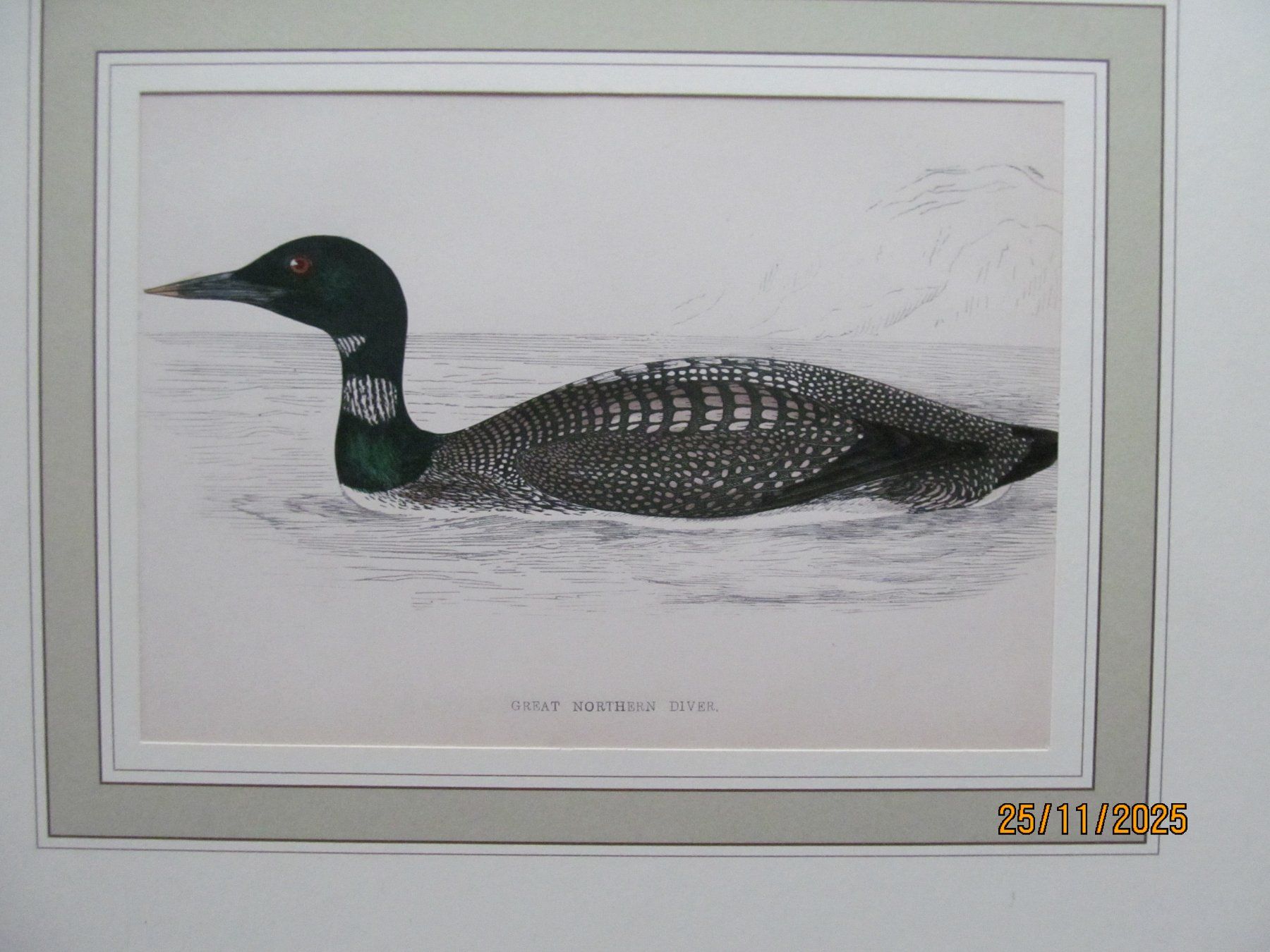 Grafica & Litografie: Diverse Vogelbilder  5 Blätter – Nuovo (secondo la descrizione) da Hergiswil NW venduto da Panda1990 3
