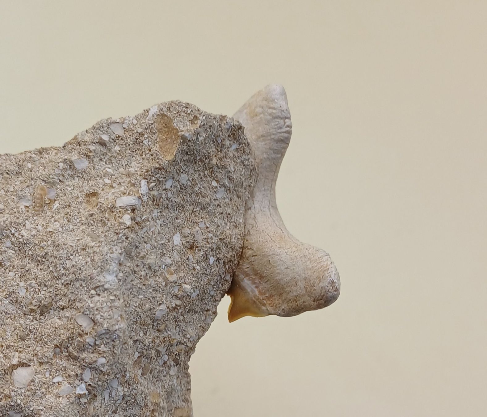 Fossili: Fossiler HAIFISCH ZAHN auf Matrix – Usato da Brittnau venduto da simionius 2