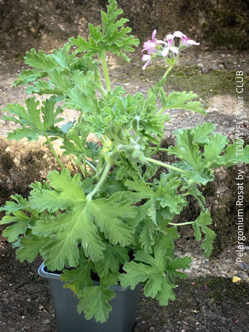 Piante & sementi: Pelargonium Rosat - stark duftende Rosengeranie – Nuovo e nell'imballaggio originale da Adliswil venduto da asTOMas963 1