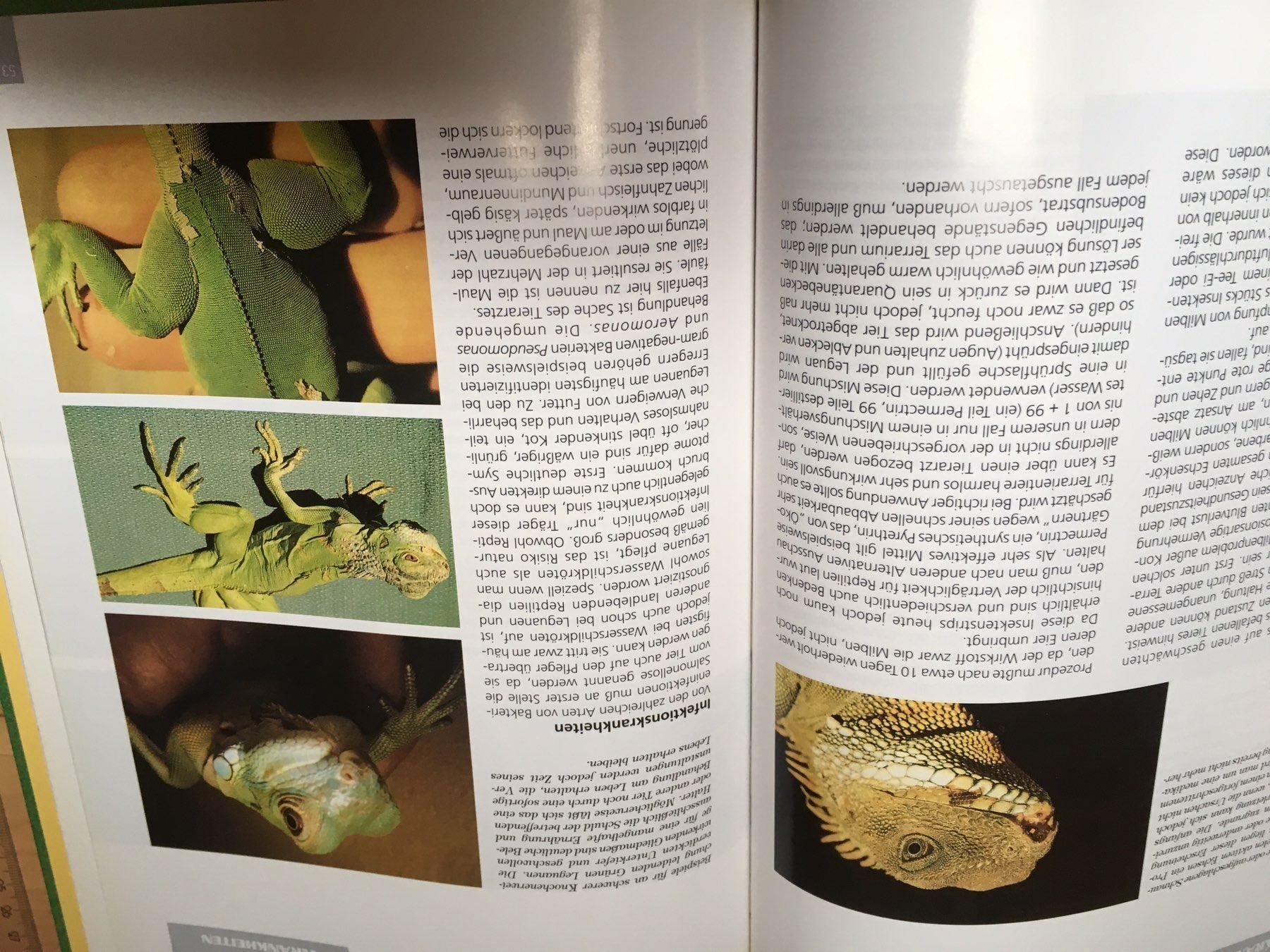 Libri: Super Buch GRÜNE LEGUANE – Usato da Siegershausen venduto da Bubsi83 5