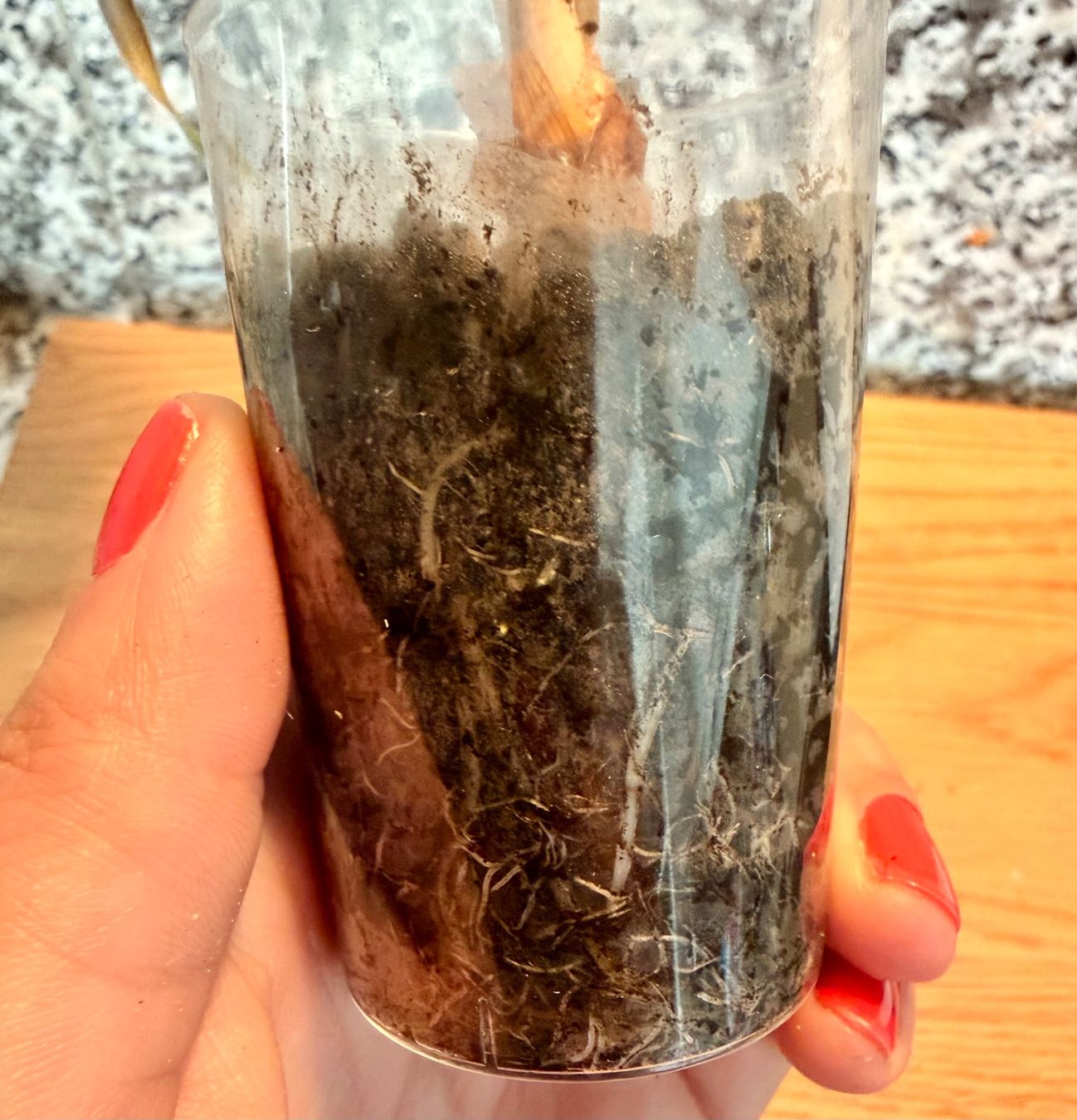 Piante & sementi: Alocasia Venom – Usato da Kaiseraugst venduto da dka_b97z 2