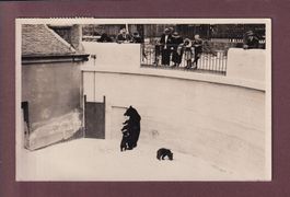 BERN - Bärengraben - 1937 Photo