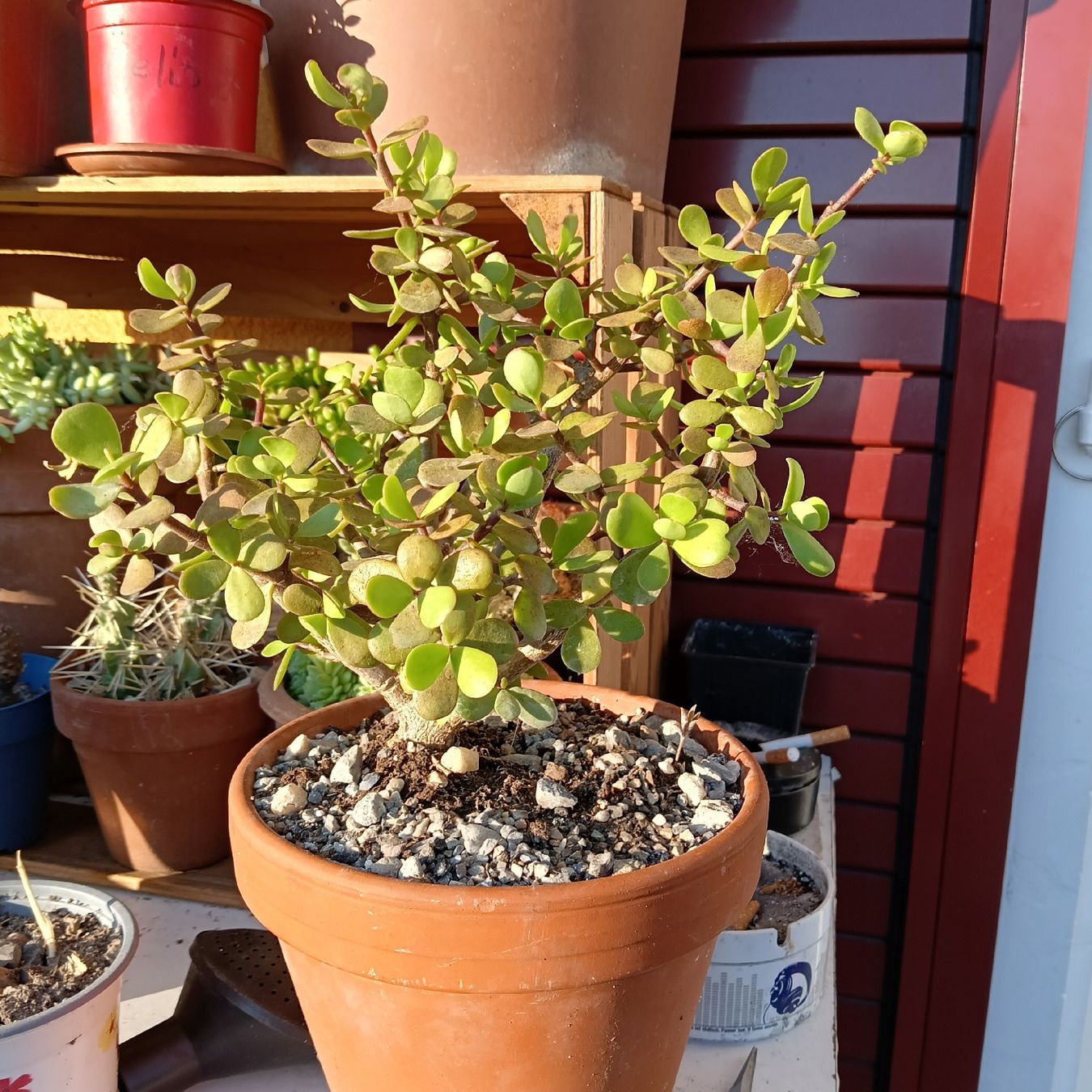 Piante & sementi: Speckbaum Portulacaria afra – Nuovo (secondo la descrizione) da Augst BL venduto da Betsileo