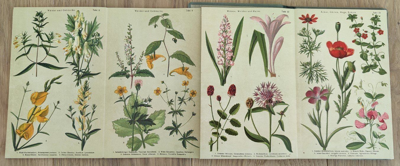 Libri: Bilderatlas Sommer- & Herbstblumen – Usato da Sigriswil venduto da Ricola1977 2