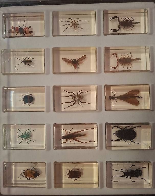 Welt der Tiere: Collection d'insectes dans résine  – Gebraucht aus Dorénaz von did_cc7v 4