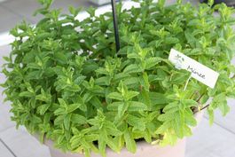 Minze Pfefferminze im Pflanztopf für aromatischen Tee