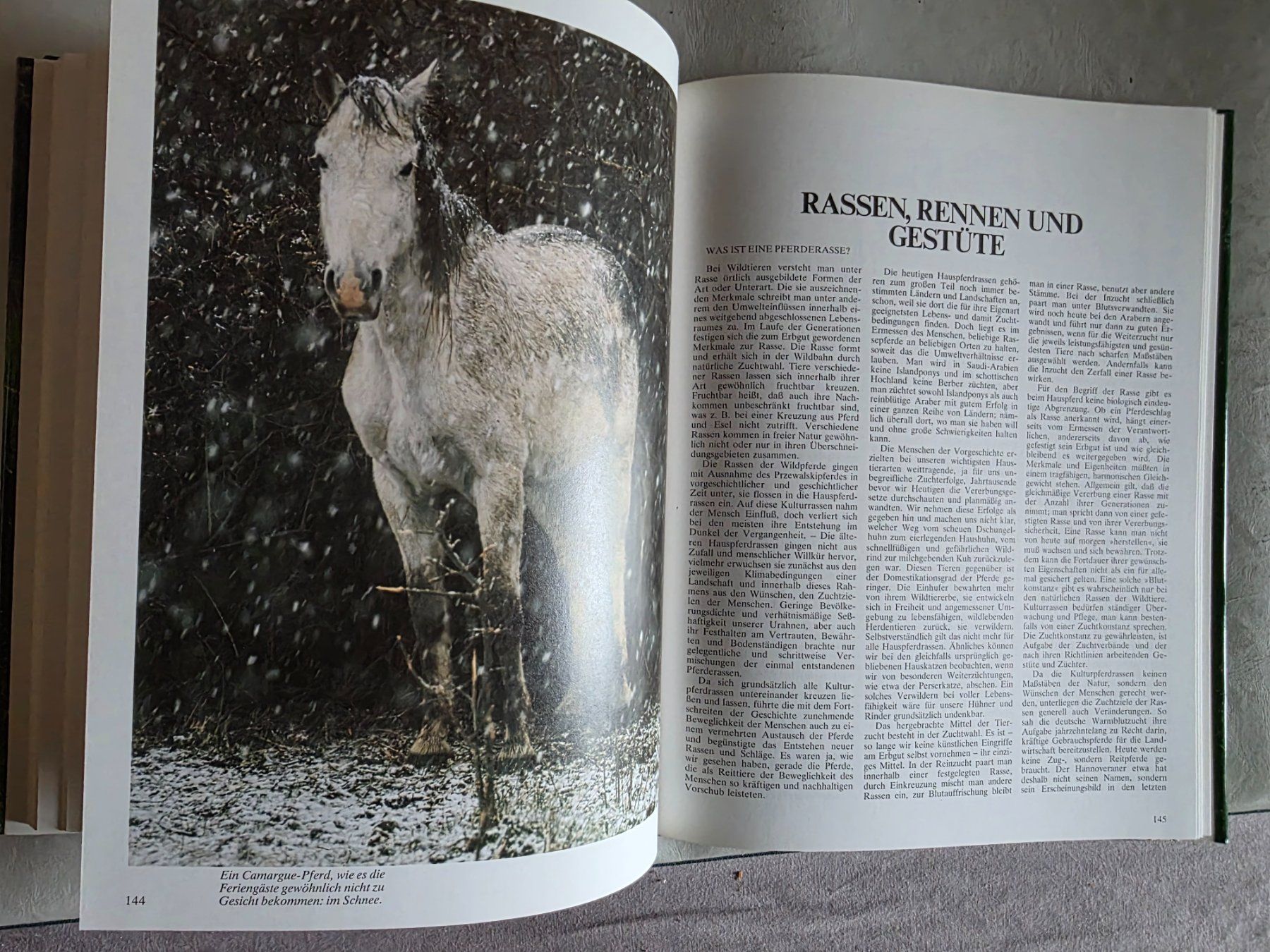 Libri: Das grosse Buch der Pferde - Gunter Steinbach - 1985 – Usato da Walterswil BE venduto da Lonitti 3
