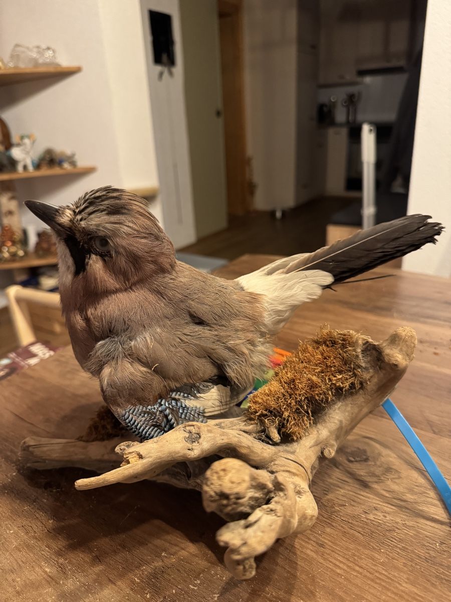 Il mondo degli animali: Eichelhäher Präparat – Nuovo (secondo la descrizione) da Grossaffoltern venduto da sherry73 7