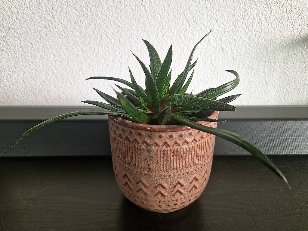 Piante & sementi: Succulent with the pot – Usato da Dübendorf venduto da Olenaaa