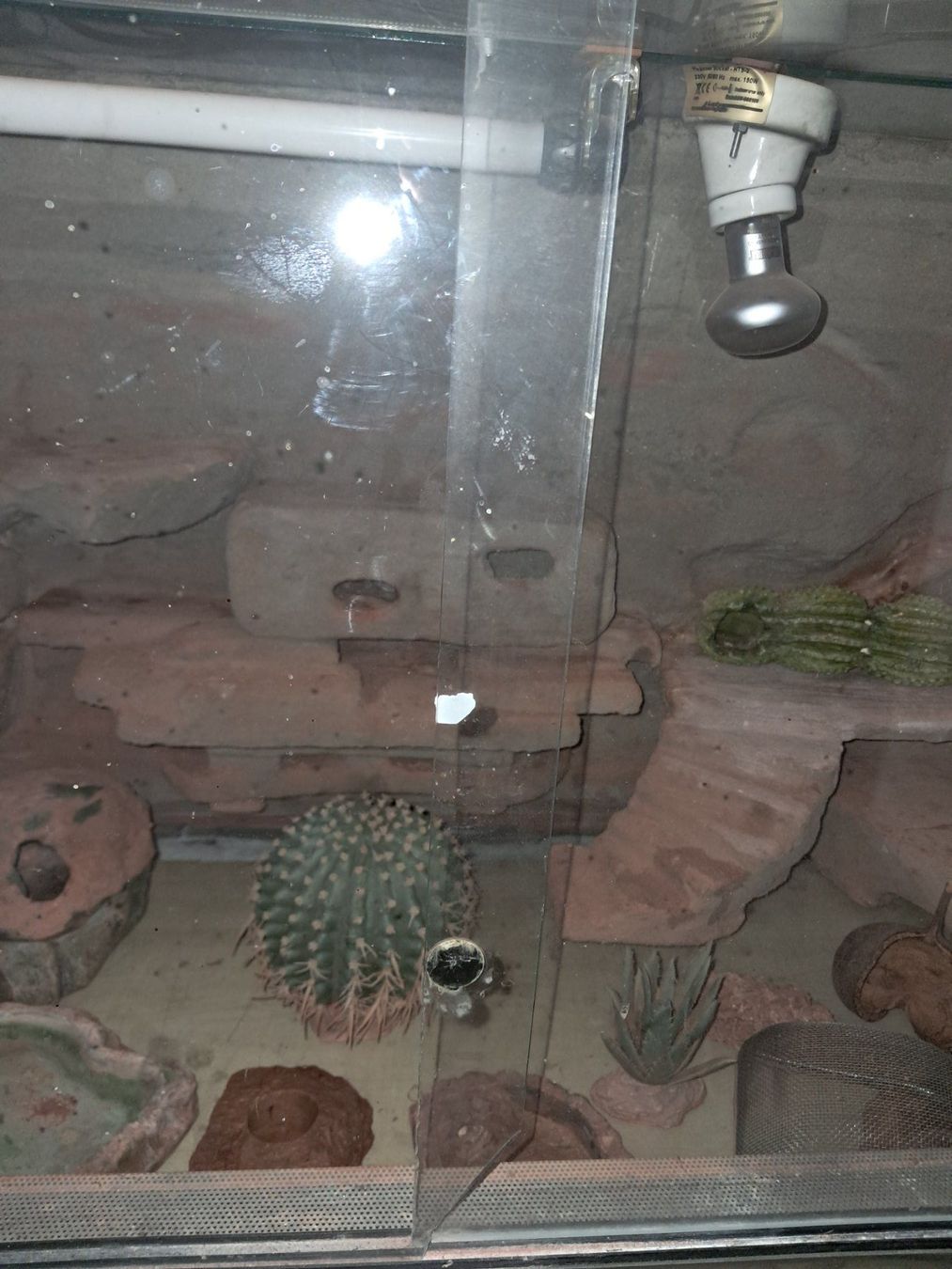 Terrario: Terrarium – Usato da Alchenstorf venduto da Res80 3