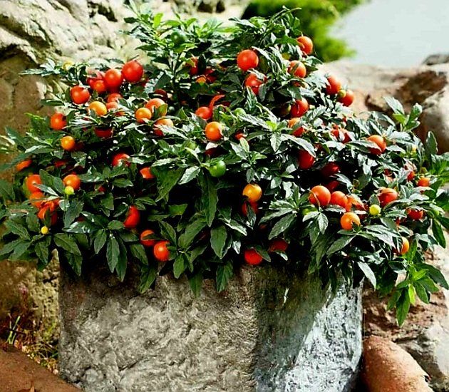 Piante & sementi: Ab 15 Samen Kirsche von Jerusalem SOLANUM PSEUDOCAPISCU – Nuovo e nell'imballaggio originale da Rovio venduto da POSITIFFARTandPLANTS
