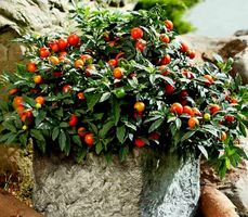 Ab 15 Samen Kirsche von Jerusalem SOLANUM PSEUDOCAPISCU