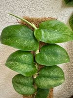 Rhaphidophora hongkongensis – Rooted Young Plant 🌿