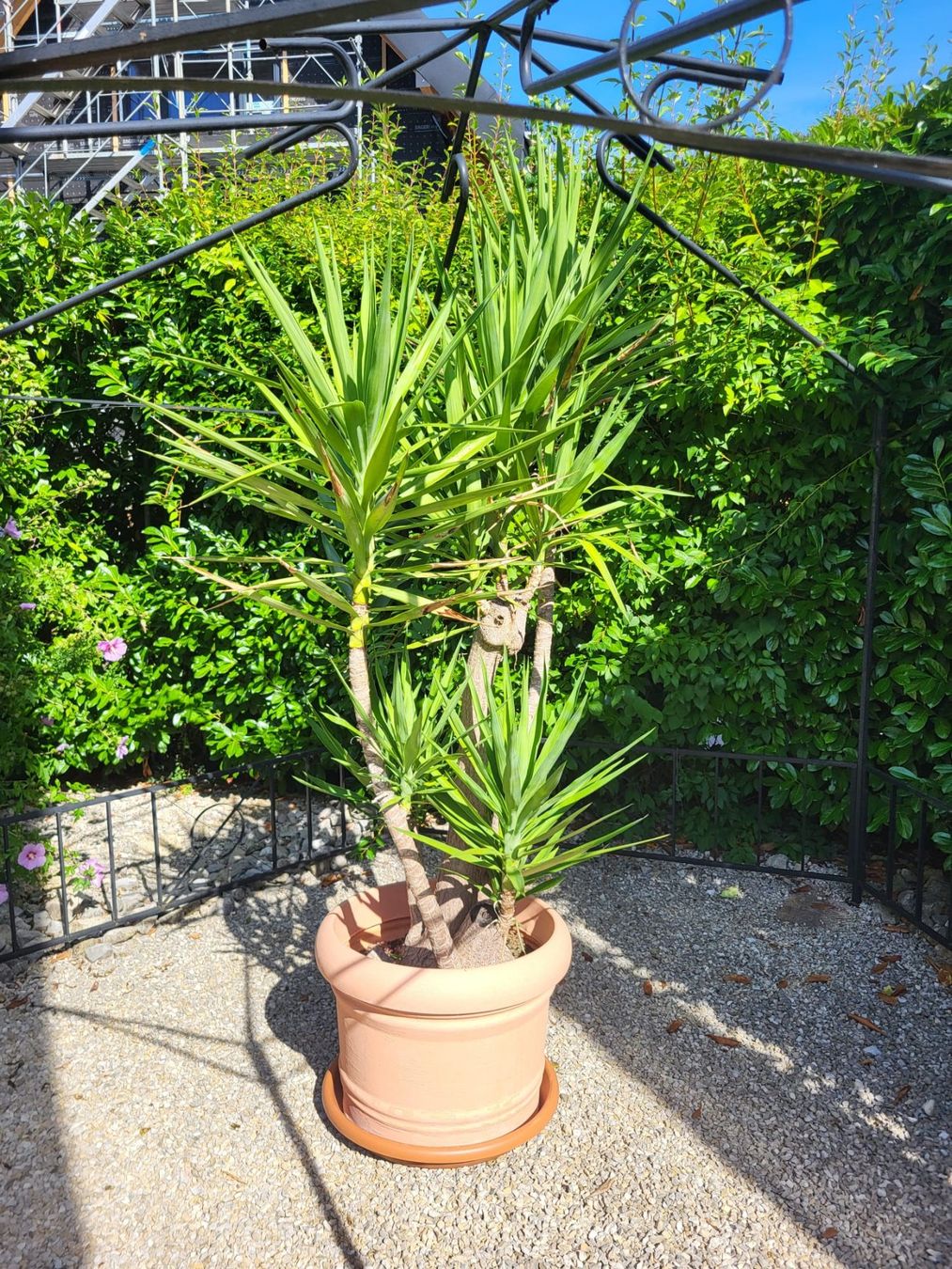 Pflanzen & Samen: Grosse Yuca Palme – Gebraucht aus Unterkulm von siro5726